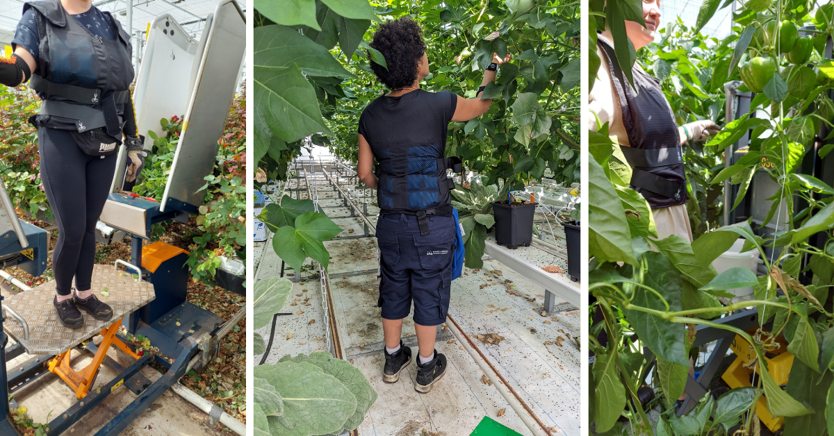 Joyride Horticulture maakt glastuinbouw (opnieuw) een aantrekkelijke en veilige werkomgeving 7 Employees in horticultural and floricultural companies wear a cooling vest as part of an experiment aimed at making work in a greenhouse climate more comfortable.